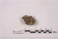 藏品(石地錢)的圖片